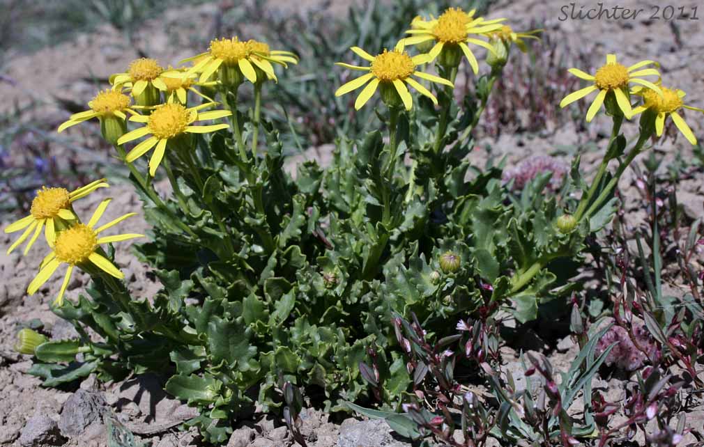 Dwarf Mountain Ragwort, Dwarf Mountain Groundsel: Senecio fremontii var. fremontii