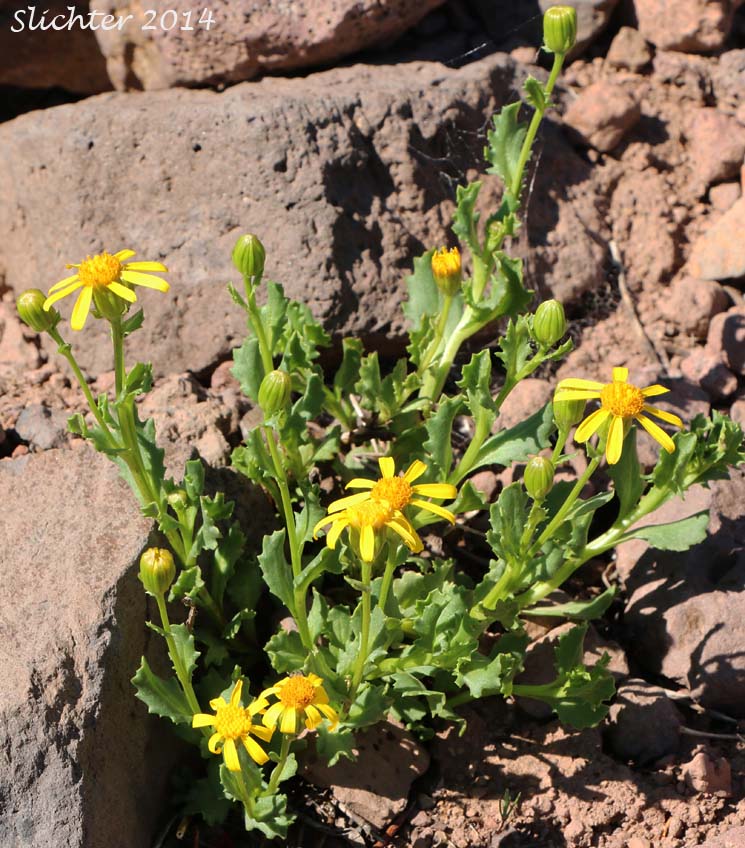 Dwarf Mountain Ragwort, Dwarf Mountain Groundsel: Senecio fremontii var. fremontii