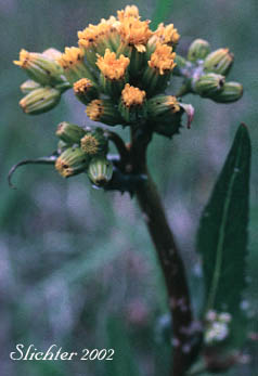 Inflorescence of Stout Meadow Groundsel, Sweet Marsh Butterweed, Tall Groundsel: Senecio hydrophiloides (Synonyms: Senecio foetidus, Senecio foetidus var. foetidus, Senecio foetidus var. hydrophiloides, Senecio oreganus)