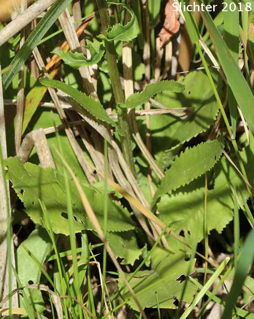 Leaves of Stout Meadow Groundsel, Sweet Marsh Butterweed, Tall Groundsel: Senecio hydrophiloides (Synonyms: Senecio foetidus, Senecio foetidus var. foetidus, Senecio foetidus var. hydrophiloides, Senecio oreganus)