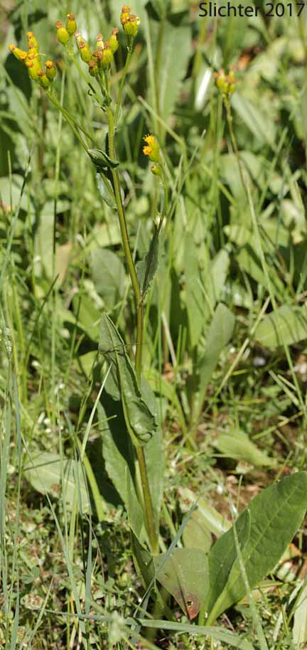 Stout Meadow Groundsel, Sweet Marsh Butterweed, Tall Groundsel: Senecio hydrophiloides (Synonyms: Senecio foetidus, Senecio foetidus var. foetidus, Senecio foetidus var. hydrophiloides, Senecio oreganus)