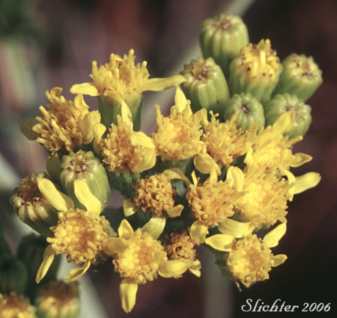 Inflorescence of Alkali Marsh Butterweed, Alkali Marsh Ragwort, Great Swamp Groundsel, Water Groundsel, Water Ragwort: Senecio hydrophilus (Synonym: Senecio hydrophilus var. pacifica)