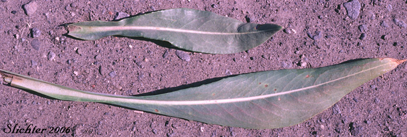 Basal and lower stem leaves of Alkali Marsh Butterweed, Alkali Marsh Ragwort, Great Swamp Groundsel, Water Groundsel, Water Ragwort: Senecio hydrophilus (Synonym: Senecio hydrophilus var. pacifica)