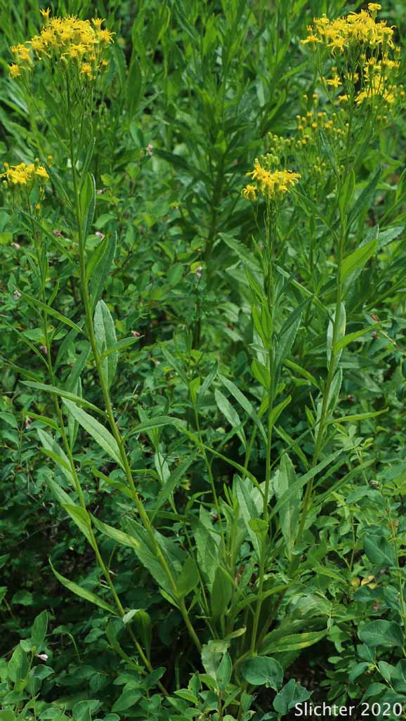 Tall Butterweed, Tall Ragwort, Butterweed Groundsel: Senecio serra var. serra (Synonyms: Senecio andinus, Senecio lanceolatus, Senecio millikenii, Senecio serra var. altior, Senecio solidago)