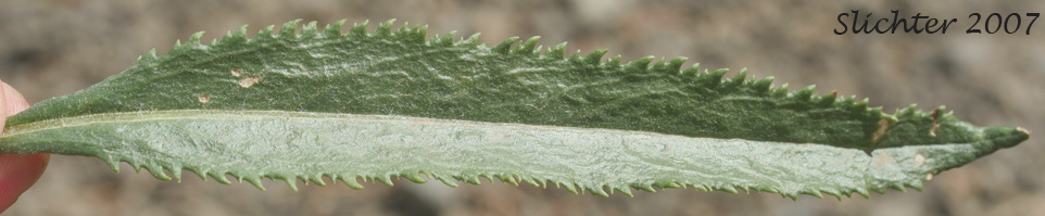 Stem leaf of Tall Butterweed, Tall Ragwort, Butterweed Groundsel: Senecio serra var. serra (Synonyms: Senecio andinus, Senecio lanceolatus, Senecio millikenii, Senecio serra var. altior, Senecio solidago)