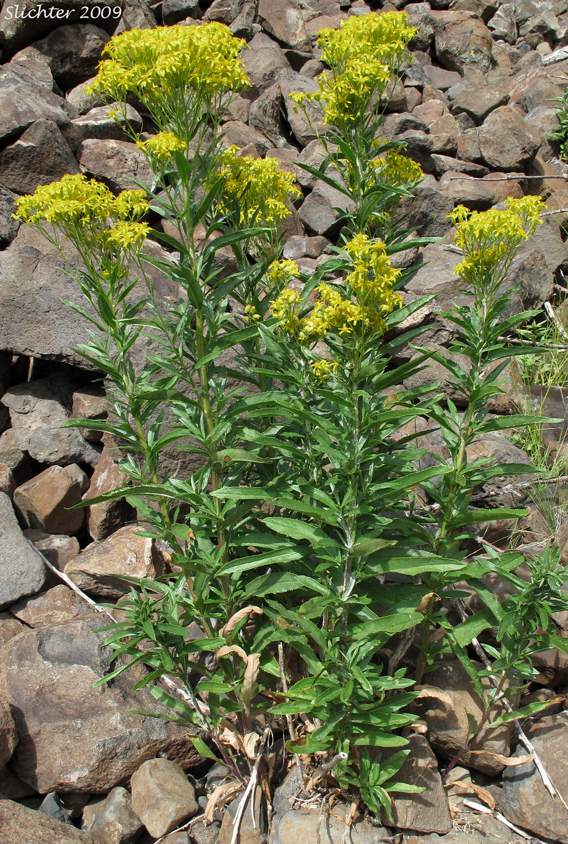 Tall Butterweed, Tall Ragwort, Butterweed Groundsel: Senecio serra var. serra (Synonyms: Senecio andinus, Senecio lanceolatus, Senecio millikenii, Senecio serra var. altior, Senecio solidago)