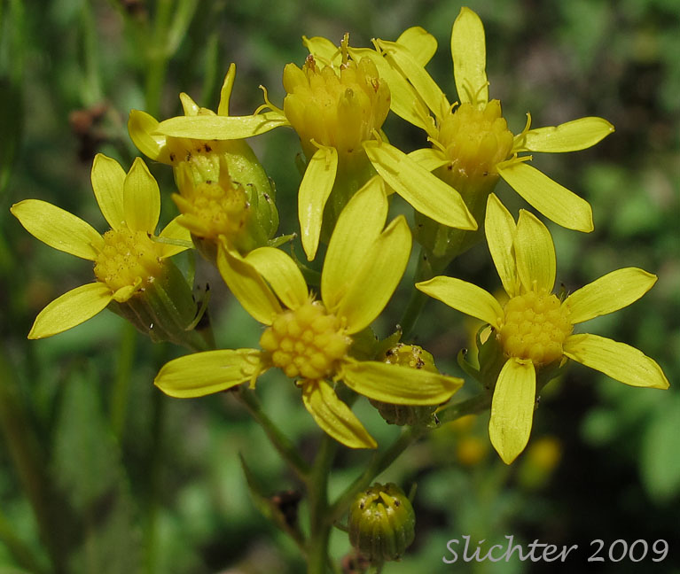 Inflorescence of Tall Butterweed, Tall Ragwort, Butterweed Groundsel: Senecio serra var. serra (Synonyms: Senecio andinus, Senecio lanceolatus, Senecio millikenii, Senecio serra var. altior, Senecio solidago)