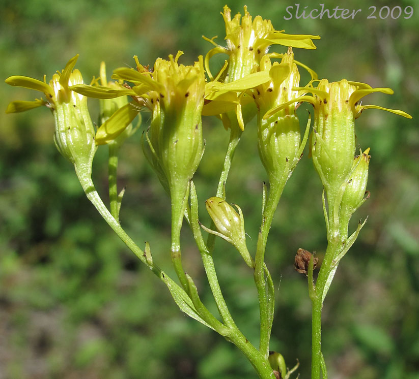 Involucral bracts of Tall Butterweed, Tall Ragwort, Butterweed Groundsel: Senecio serra var. serra (Synonyms: Senecio andinus, Senecio lanceolatus, Senecio millikenii, Senecio serra var. altior, Senecio solidago)