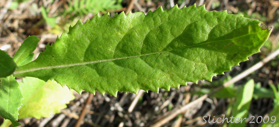 Stem leaf of Tall Butterweed, Tall Ragwort, Butterweed Groundsel: Senecio serra var. serra (Synonyms: Senecio andinus, Senecio lanceolatus, Senecio millikenii, Senecio serra var. altior, Senecio solidago)