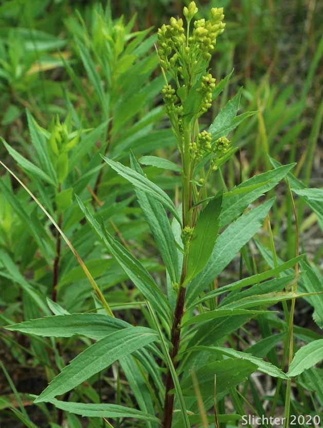 Narrow Goldenrod, West Coast Goldenrod: Solidago elongata (Synonyms: Solidago canadensis ssp. elongata, Solidago canadensis var. elongata, Solidago canadensis var. salebrosa, Solidago lepida)