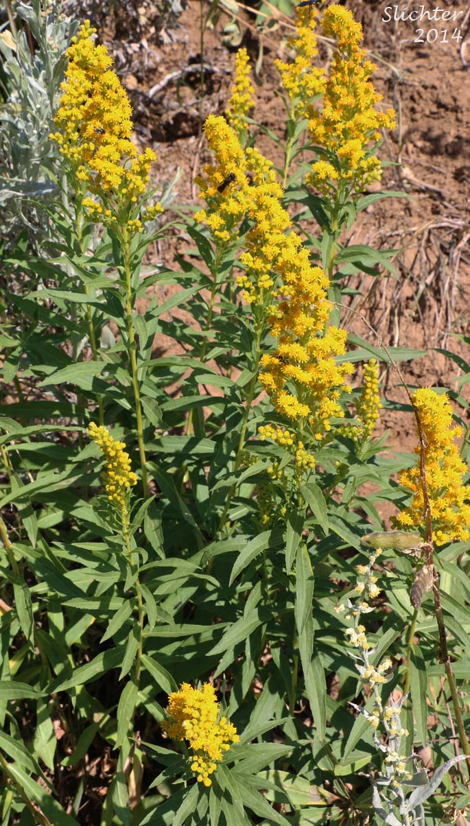 Alaskan Goldenrod, Canada Goldenrod, Western Canada Goldenrod: Solidago canadensis var. lepida (Synonyms: Solidago canadensis var. lepida, Solidago canadensis var. subserrata, Solidago lepida, Solidago lepida var. molina)