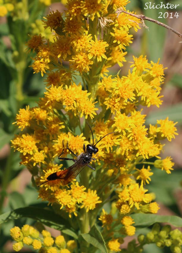 Alaskan Goldenrod, Canada Goldenrod, Western Canada Goldenrod: Solidago canadensis var. lepida (Synonyms: Solidago canadensis var. lepida, Solidago canadensis var. subserrata, Solidago lepida, Solidago lepida var. molina)