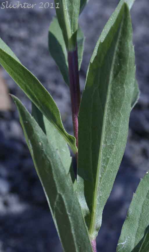 Ventral leaf surface of Canada Goldenrod, Meadow Goldenrod, Rocky Mountains Canada Goldenrod, Rocky Mountain Goldenrod, Rough Canada Goldenrod: Solidago lepida var. salebrosa (Synonym: Solidago canadensis ssp. elongata, Solidago canadensis ssp. salebrosa, Solidago canadensis var. salebrosa , Solidago dumetorum, Solidago elongata, Solidago lepida var. elongata, Solidago lepida var. fallax)