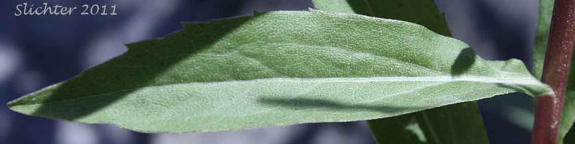Dorsal leaf surface of Canada Goldenrod, Meadow Goldenrod, Rocky Mountains Canada Goldenrod, Rocky Mountain Goldenrod, Rough Canada Goldenrod: Solidago lepida var. salebrosa (Synonym: Solidago canadensis ssp. elongata, Solidago canadensis ssp. salebrosa, Solidago canadensis var. salebrosa , Solidago dumetorum, Solidago elongata, Solidago lepida var. elongata, Solidago lepida var. fallax)