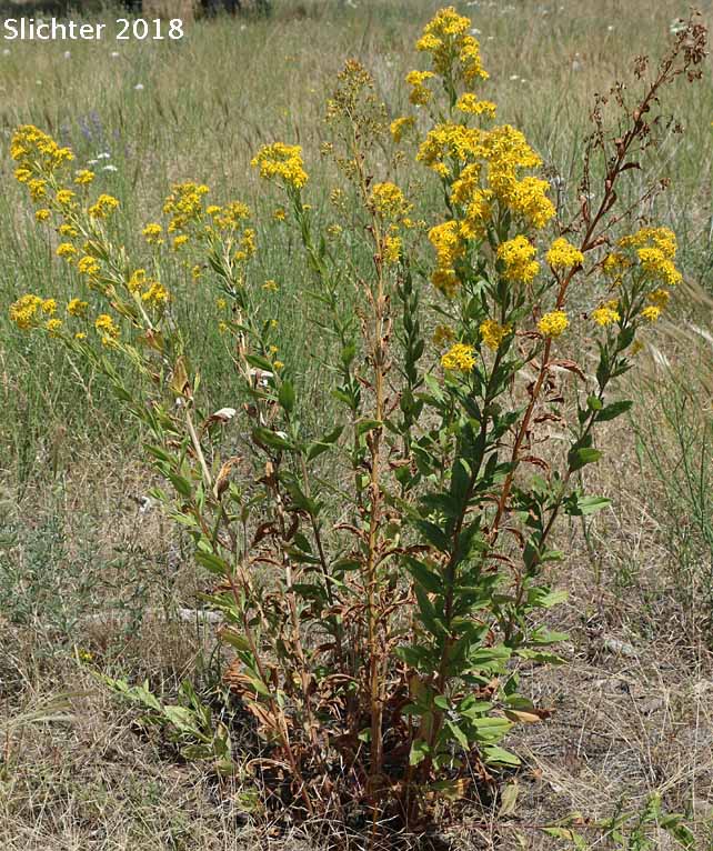 Giant Goldenrod, Smooth Goldenrod, Late Goldenrod: Solidago gigantea (Synonyms: Aster latissimifolius var. serotinus, Solidago gigantea ssp. serotina, Solidago gigantea var. leiophylla, Solidago gigantea var. pitcheri, Solidago gigantea var. serotina, Solidago gigantea var. shinnersii, Solidago x leiophallax, Solidago pitcheri, Solidago serotina, Solidago serotinoides)