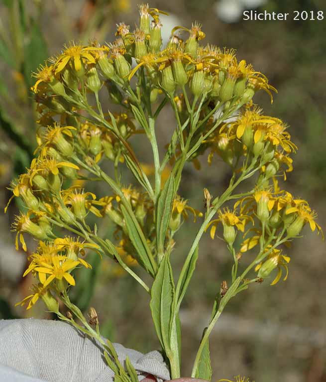 Giant Goldenrod, Smooth Goldenrod, Late Goldenrod: Solidago gigantea (Synonyms: Aster latissimifolius var. serotinus, Solidago gigantea ssp. serotina, Solidago gigantea var. leiophylla, Solidago gigantea var. pitcheri, Solidago gigantea var. serotina, Solidago gigantea var. shinnersii, Solidago x leiophallax, Solidago pitcheri, Solidago serotina, Solidago serotinoides)