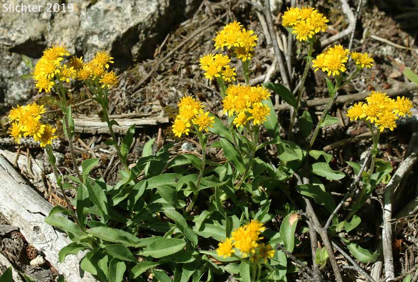 Manyray Goldenrod, Northern Goldenrod, Rocky Mountain Goldenrod: Solidago multiradiata (Synonyms: Solidago ciliosa, Solidago multiradiata ssp. scopulorum, Solidago multiradiata var. scopulorum, Solidago scopulorum)