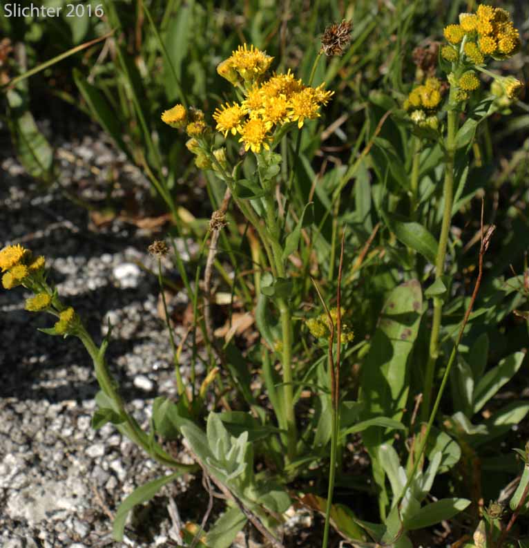 Manyray Goldenrod, Northern Goldenrod, Rocky Mountain Goldenrod: Solidago multiradiata (Synonyms: Solidago ciliosa, Solidago multiradiata ssp. scopulorum, Solidago multiradiata var. scopulorum, Solidago scopulorum)