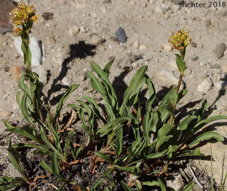 Manyray Goldenrod, Northern Goldenrod, Rocky Mountain Goldenrod: Solidago multiradiata (Synonyms: Solidago ciliosa, Solidago multiradiata ssp. scopulorum, Solidago multiradiata var. scopulorum, Solidago scopulorum)