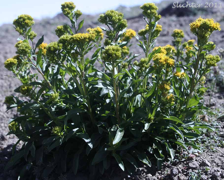 Manyray Goldenrod, Northern Goldenrod, Rocky Mountain Goldenrod: Solidago multiradiata (Synonyms: Solidago ciliosa, Solidago multiradiata ssp. scopulorum, Solidago multiradiata var. scopulorum, Solidago scopulorum)