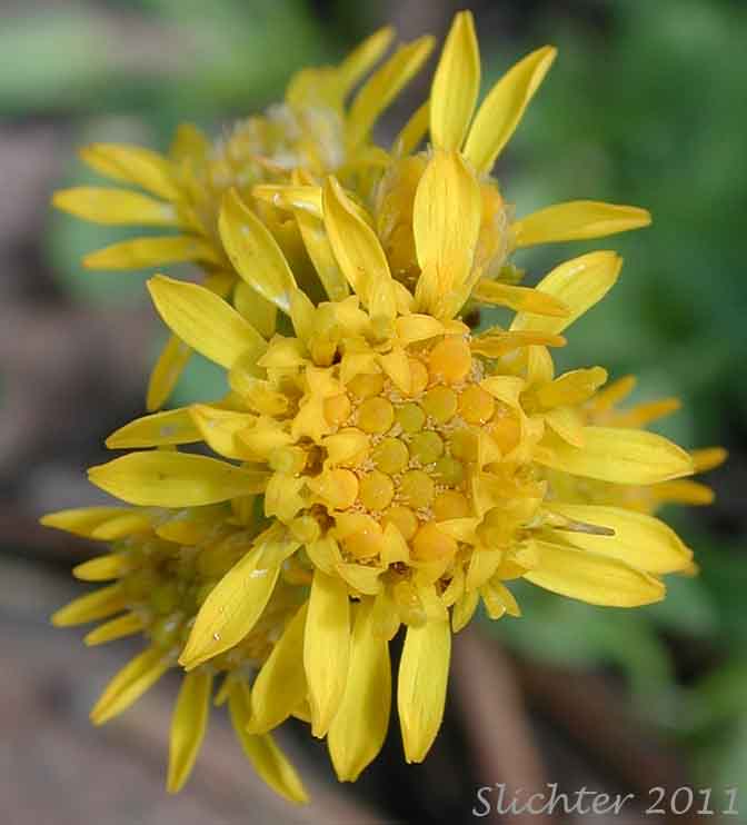 Close-up of the flower heads of Manyray Goldenrod, Northern Goldenrod, Rocky Mountain Goldenrod: Solidago multiradiata (Synonyms: Solidago ciliosa, Solidago multiradiata ssp. scopulorum, Solidago multiradiata var. scopulorum, Solidago scopulorum)