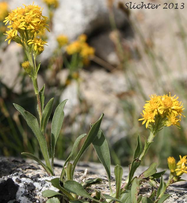 Manyray Goldenrod, Northern Goldenrod, Rocky Mountain Goldenrod: Solidago multiradiata (Synonyms: Solidago ciliosa, Solidago multiradiata ssp. scopulorum, Solidago multiradiata var. scopulorum, Solidago scopulorum)