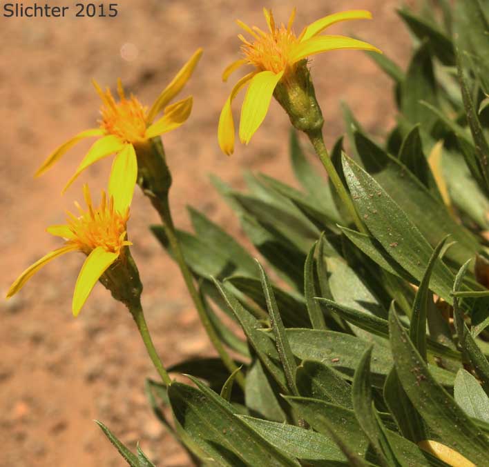 Cushion Goldenweed, Stemless Goldenweed, Stemless Mock Goldenweed: Stenotus acaulis (Synonym: Haplopappus acaulis, Haplopappus acaulis ssp. typicus, Haplopappus acaulis var. glabratus, Stenotus acaulis var. acaulis, Stenotus acaulis var. glabratus)