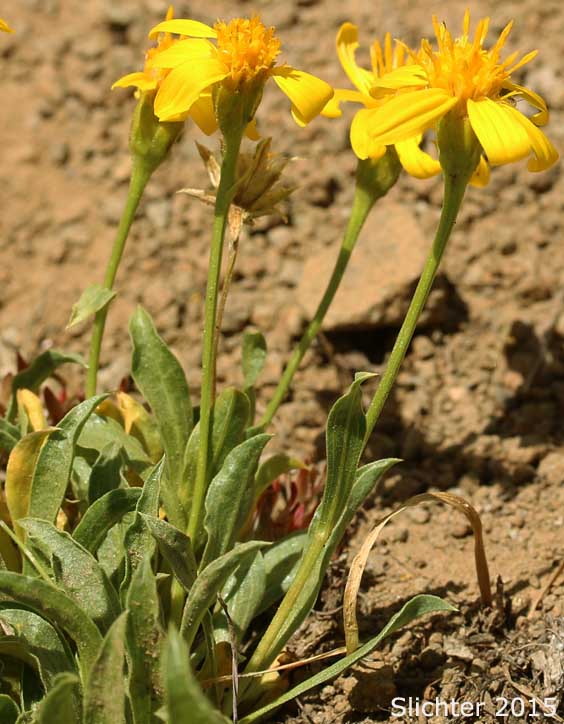 Cushion Goldenweed, Stemless Goldenweed, Stemless Mock Goldenweed: Stenotus acaulis (Synonym: Haplopappus acaulis, Haplopappus acaulis ssp. typicus, Haplopappus acaulis var. glabratus, Stenotus acaulis var. acaulis, Stenotus acaulis var. glabratus)