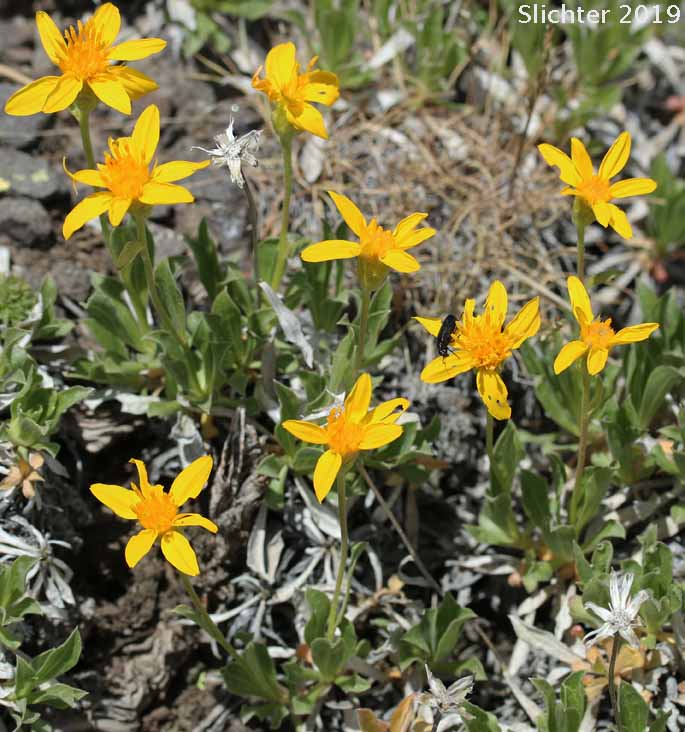 Cushion Goldenweed, Stemless Goldenweed, Stemless Mock Goldenweed: Stenotus acaulis (Synonym: Haplopappus acaulis, Haplopappus acaulis ssp. typicus, Haplopappus acaulis var. glabratus, Stenotus acaulis var. acaulis, Stenotus acaulis var. glabratus)