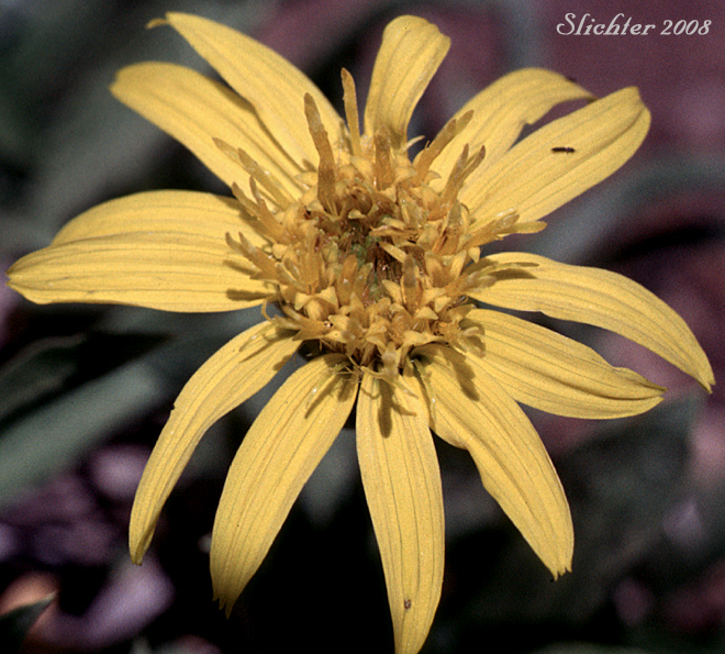 Close-up of the flower head of Cushion Goldenweed, Stemless Goldenweed, Stemless Mock Goldenweed: Stenotus acaulis (Synonym: Haplopappus acaulis, Haplopappus acaulis ssp. typicus, Haplopappus acaulis var. glabratus, Stenotus acaulis var. acaulis, Stenotus acaulis var. glabratus)
