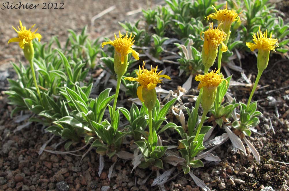 Cushion Goldenweed, Stemless Goldenweed, Stemless Mock Goldenweed: Stenotus acaulis (Synonym: Haplopappus acaulis, Haplopappus acaulis ssp. typicus, Haplopappus acaulis var. glabratus, Stenotus acaulis var. acaulis, Stenotus acaulis var. glabratus)