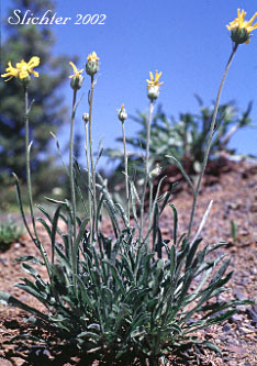 Woolly Goldenweed, Woolly Mock Goldenweed, Woolly Stenotus: Stenotus lanuginosus var. lanuginosus (Synonyms: Haplopappus lanuginosus, Haplopappus lanuginosus ssp. andersonii, Haplopappus lanuginosus ssp. typicus, Haplopappus lanuginosus var. andersonii, Stenotus andersonii, Stenotus lanuginosus var. andersonii, Stenotus lanuginosus var. lanuginosus)