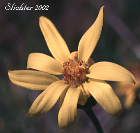 Woolly Goldenweed, Woolly Mock Goldenweed, Woolly Stenotus: Stenotus lanuginosus var. lanuginosus (Synonyms: Haplopappus lanuginosus, Haplopappus lanuginosus ssp. andersonii, Haplopappus lanuginosus ssp. typicus, Haplopappus lanuginosus var. andersonii, Stenotus andersonii, Stenotus lanuginosus var. andersonii, Stenotus lanuginosus var. lanuginosus)