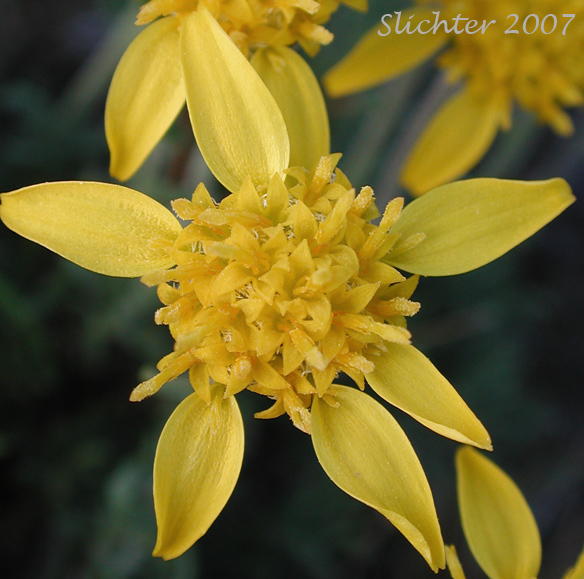 Flower head of Narrowleaf Goldenweed, Narrowleaf Mock Goldenweed: Nestotus stenophyllus (Synonyms: Haplopappus stenophyllus, Stenotus stenophyllus)