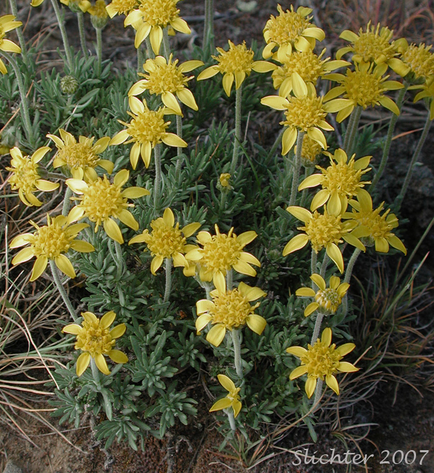 Narrowleaf Goldenweed, Narrowleaf Mock Goldenweed: Nestotus stenophyllus (Synonyms: Haplopappus stenophyllus, Stenotus stenophyllus)