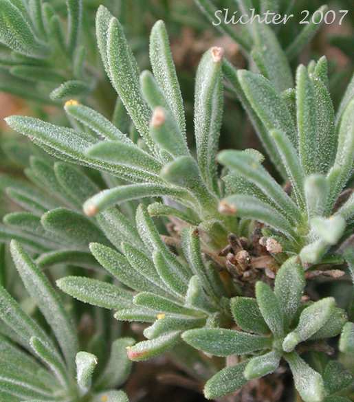 Leaves of Narrowleaf Goldenweed, Narrowleaf Mock Goldenweed: Nestotus stenophyllus (Synonyms: Haplopappus stenophyllus, Stenotus stenophyllus)