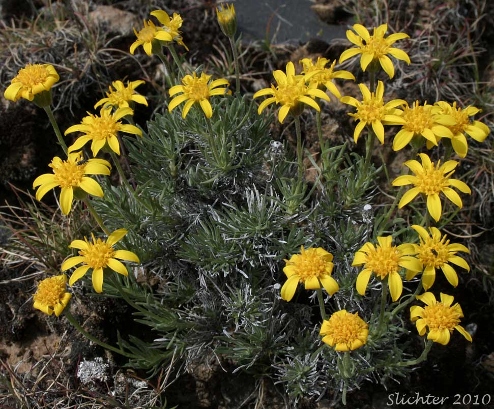 Narrowleaf Goldenweed, Narrowleaf Mock Goldenweed: Nestotus stenophyllus (Synonyms: Haplopappus stenophyllus, Stenotus stenophyllus)