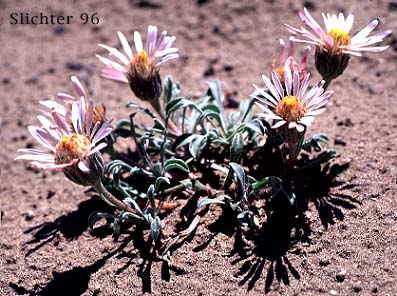 Showy Townsendia, Showy Townsend-daisy: Townsendia florifer (Synonyms: Townsendia florifer var. florifer, Townsendia florifer var. watsonii)