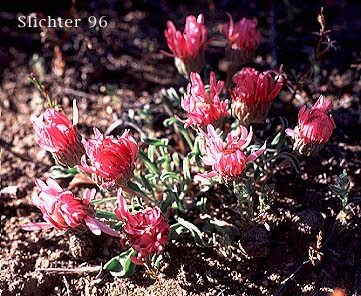 Showy Townsendia, Showy Townsend-daisy: Townsendia florifer (Synonyms: Townsendia florifer var. florifer, Townsendia florifer var. watsonii)