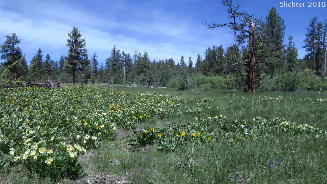 Habitat of Hybrid Mule's Ears: Wyethia x cusickii (Synonym: Wyethia amplexicaulis Xhelianthoides)