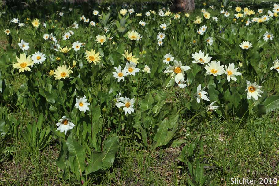 Hybrid Mule's Ears: Wyethia x cusickii (Synonym: Wyethia amplexicaulis Xhelianthoides)