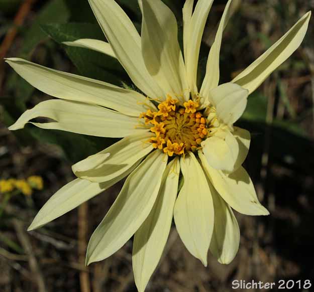 Hybrid Mule's Ears: Wyethia x cusickii (Synonym: Wyethia amplexicaulis Xhelianthoides)