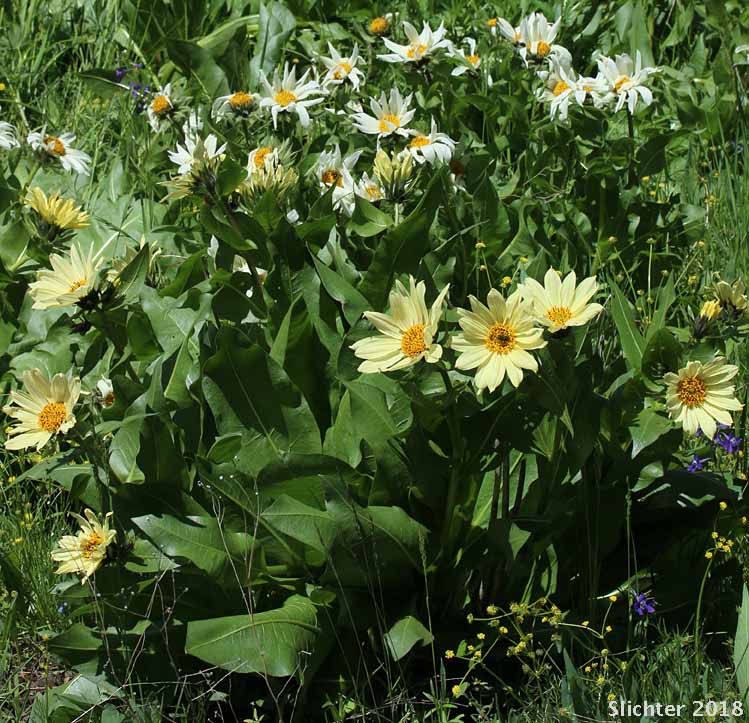 Hybrid Mule's Ears: Wyethia x cusickii (Synonym: Wyethia amplexicaulis Xhelianthoides)