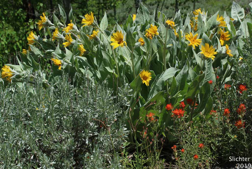 Mountain Mule's Ears, Rough Dwarf Sunflower, Woolly Dwarf Mule's Ears, Woolly Mule's Ears: Wyethia mollis