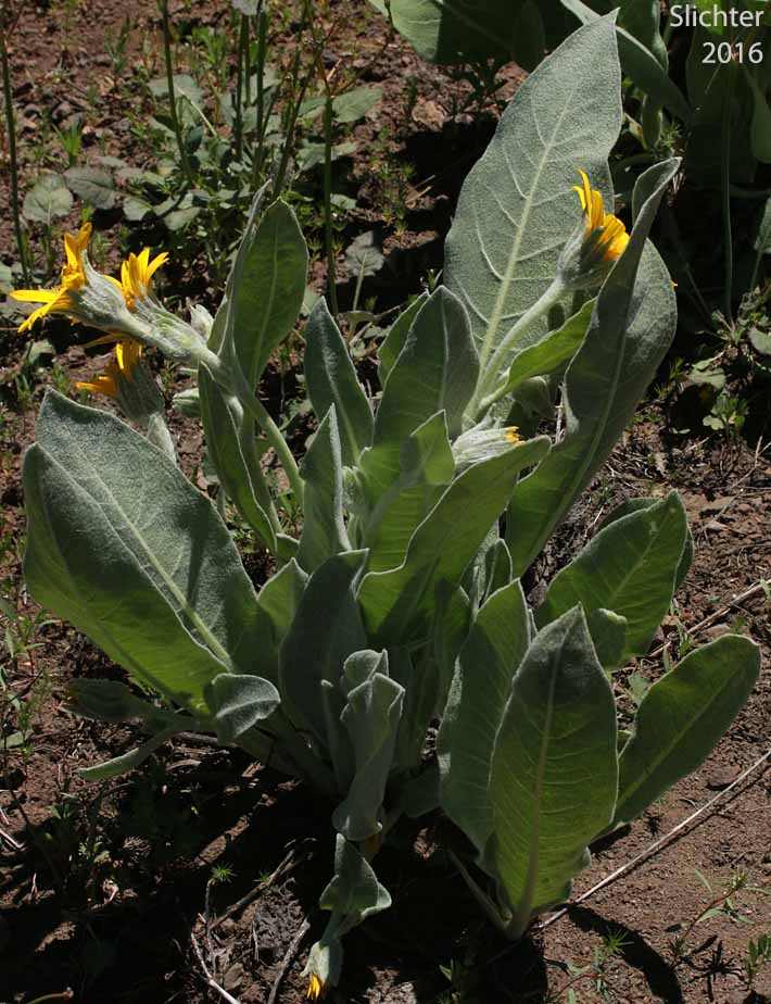 Mountain Mule's Ears, Rough Dwarf Sunflower, Woolly Dwarf Mule's Ears, Woolly Mule's Ears: Wyethia mollis