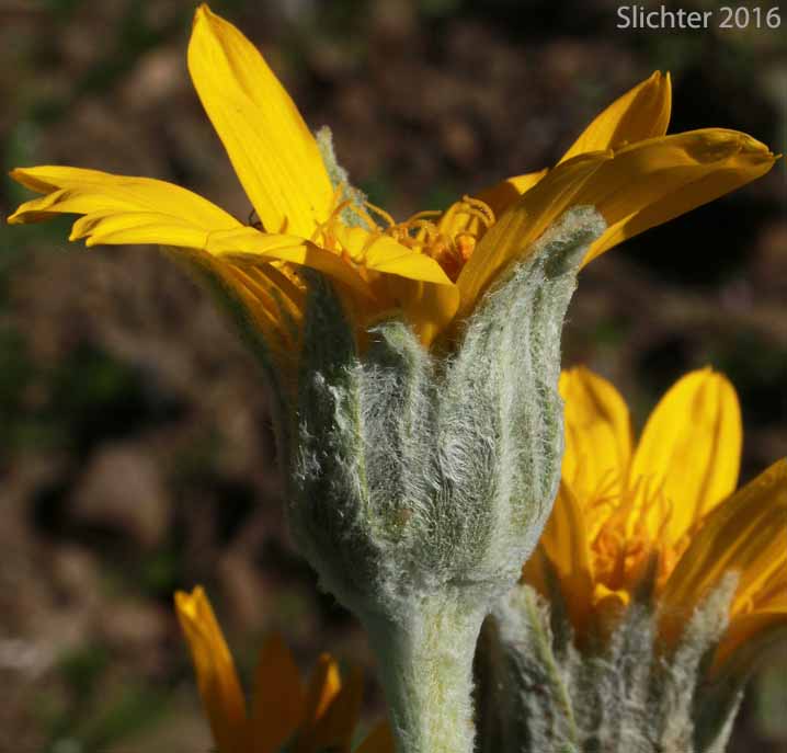 Mountain Mule's Ears, Rough Dwarf Sunflower, Woolly Dwarf Mule's Ears, Woolly Mule's Ears: Wyethia mollis