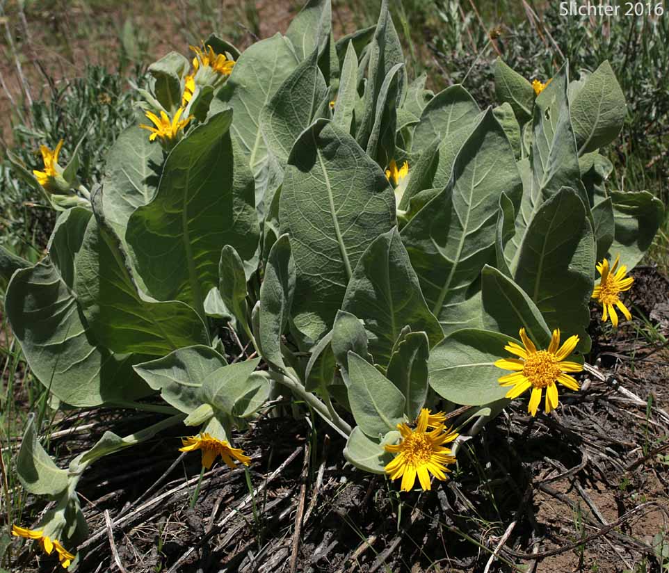 Mountain Mule's Ears, Rough Dwarf Sunflower, Woolly Dwarf Mule's Ears, Woolly Mule's Ears: Wyethia mollis