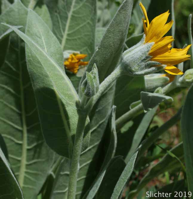 Mountain Mule's Ears, Rough Dwarf Sunflower, Woolly Dwarf Mule's Ears, Woolly Mule's Ears: Wyethia mollis