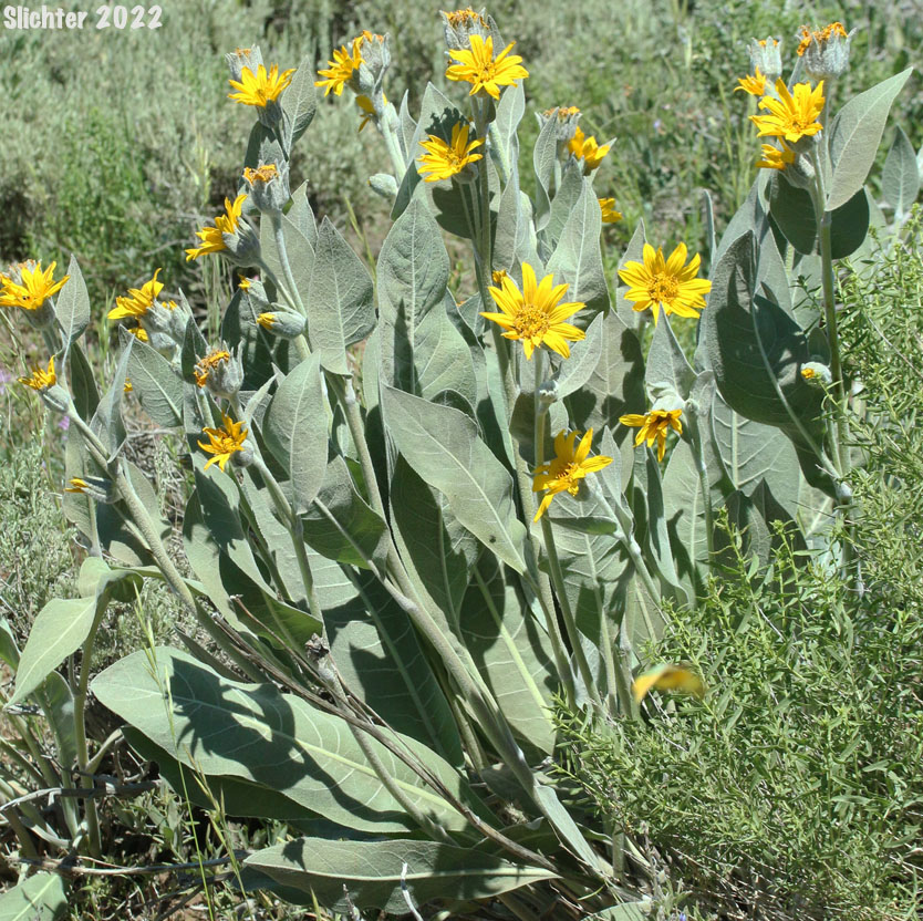 Mountain Mule's Ears, Rough Dwarf Sunflower, Woolly Dwarf Mule's Ears, Woolly Mule's Ears: Wyethia mollis