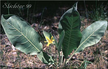 Woolly Mule's Ears: Wyethia mollis